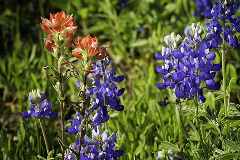 Bluebonnets